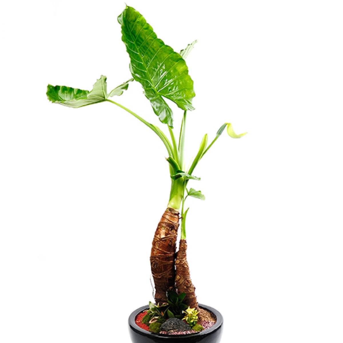 공기정화식물 알로카시아